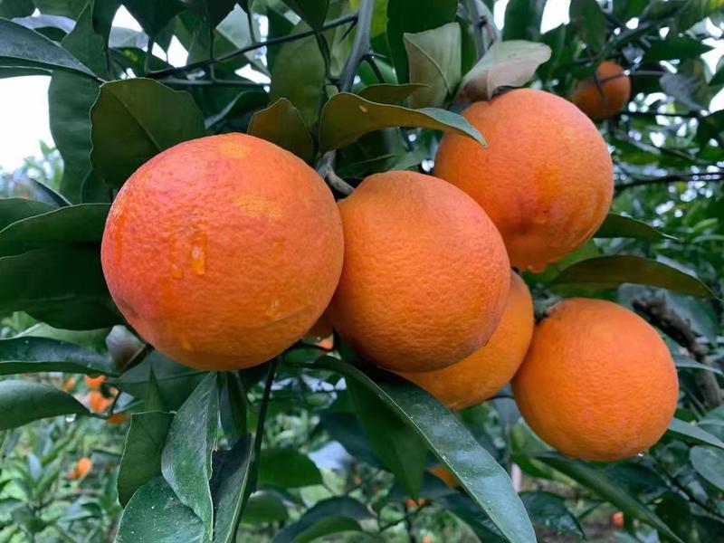 【精选】四川资中县皮薄汁多的塔罗科血橙供应市场商超电商