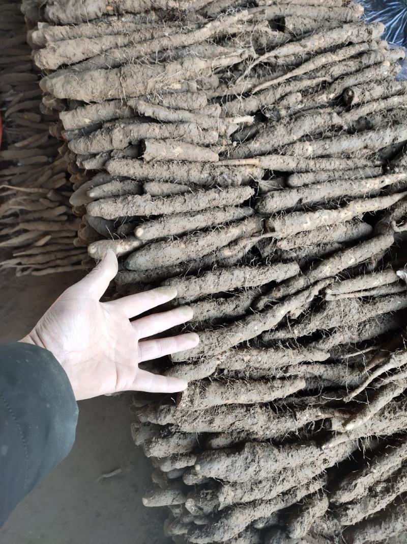 白嘴各种货都有
