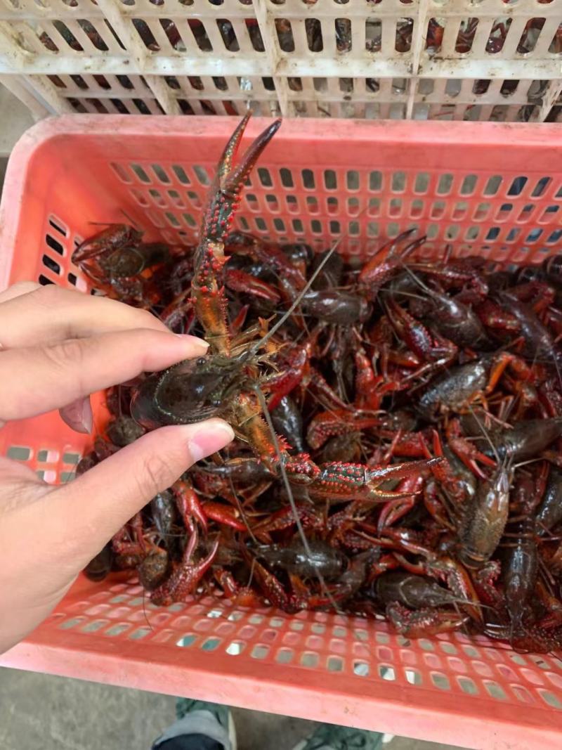 澳龙