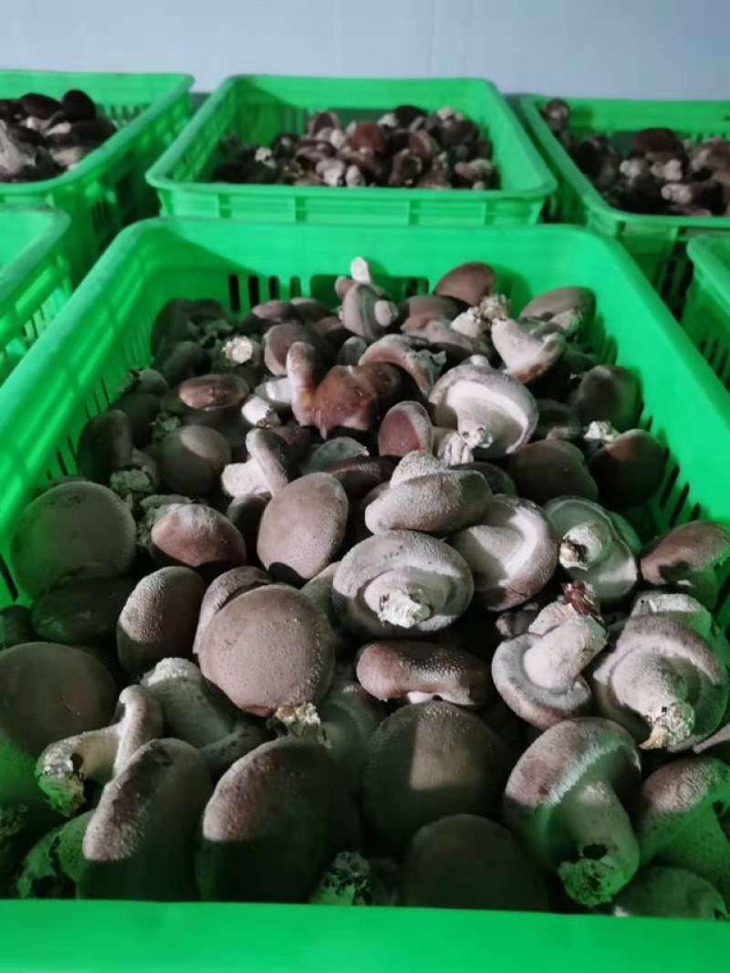 家庭农场香菇