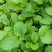 四季小白菜种子春夏秋冬季种植种孑蔬菜盆栽四季种籽散装盆栽