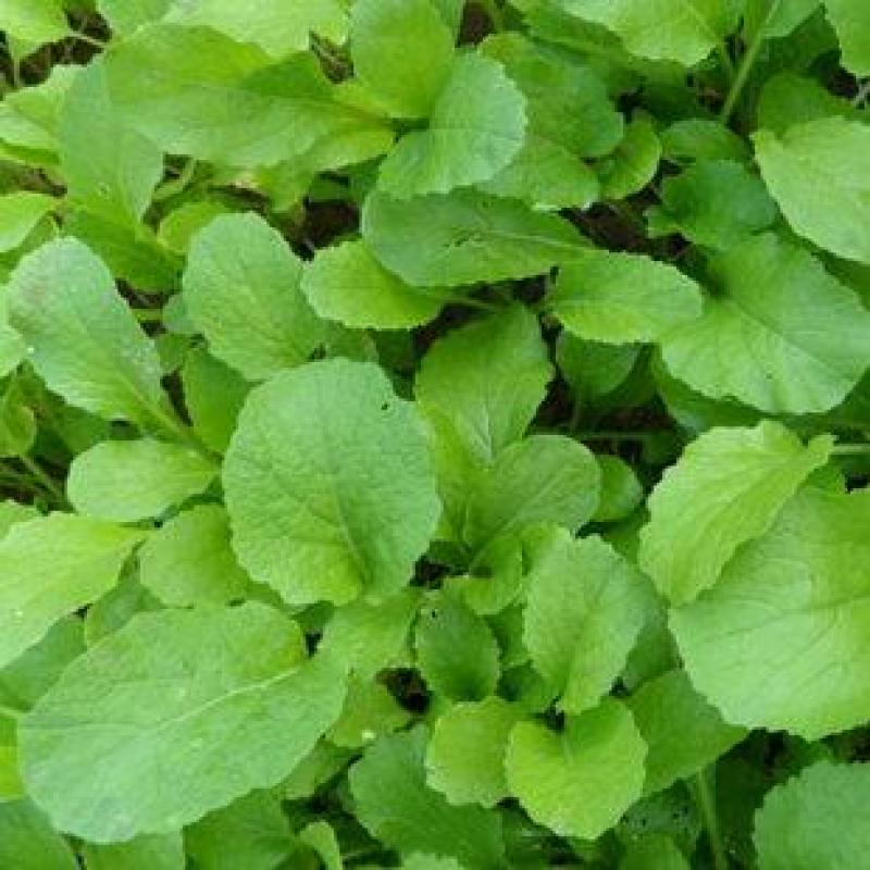 四季小白菜种子春夏秋冬季种植种孑蔬菜盆栽四季种籽散装盆栽