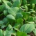 四季小白菜种子春夏秋冬季种植种孑蔬菜盆栽四季种籽散装盆栽