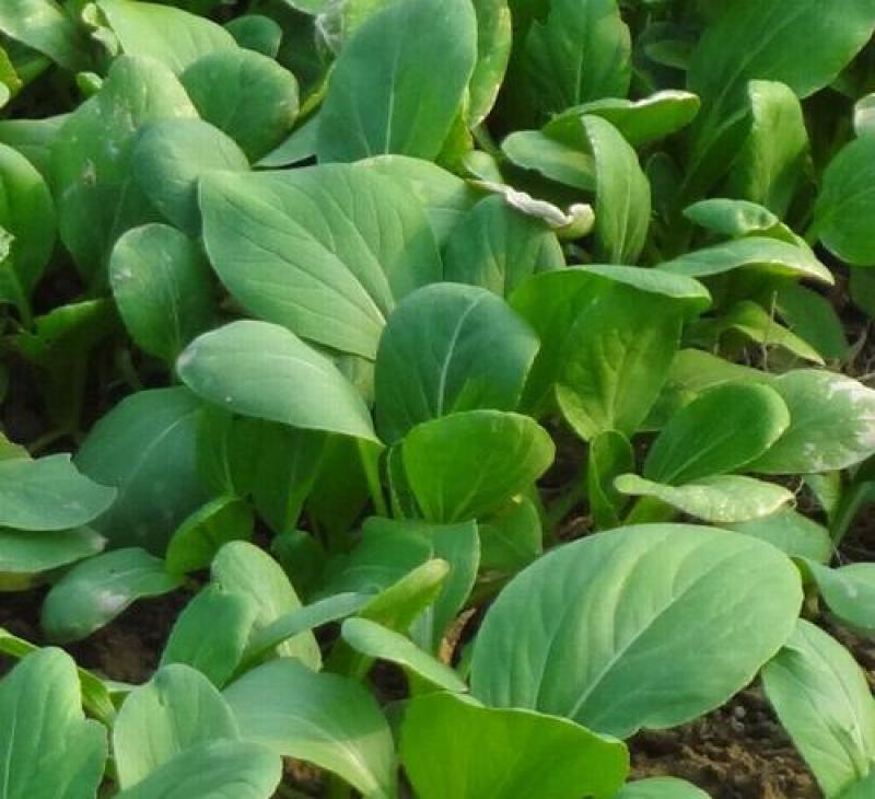 四季小白菜种子春夏秋冬季种植种孑蔬菜盆栽四季种籽散装盆栽