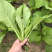 四季小白菜种子春夏秋冬季种植种孑蔬菜盆栽四季种籽散装盆栽