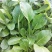 四季小白菜种子春夏秋冬季种植种孑蔬菜盆栽四季种籽散装盆栽