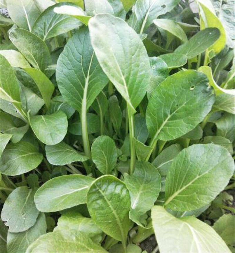 四季小白菜种子春夏秋冬季种植种孑蔬菜盆栽四季种籽散装盆栽