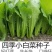 四季小白菜种子春夏秋冬季种植种孑蔬菜盆栽四季种籽散装盆栽