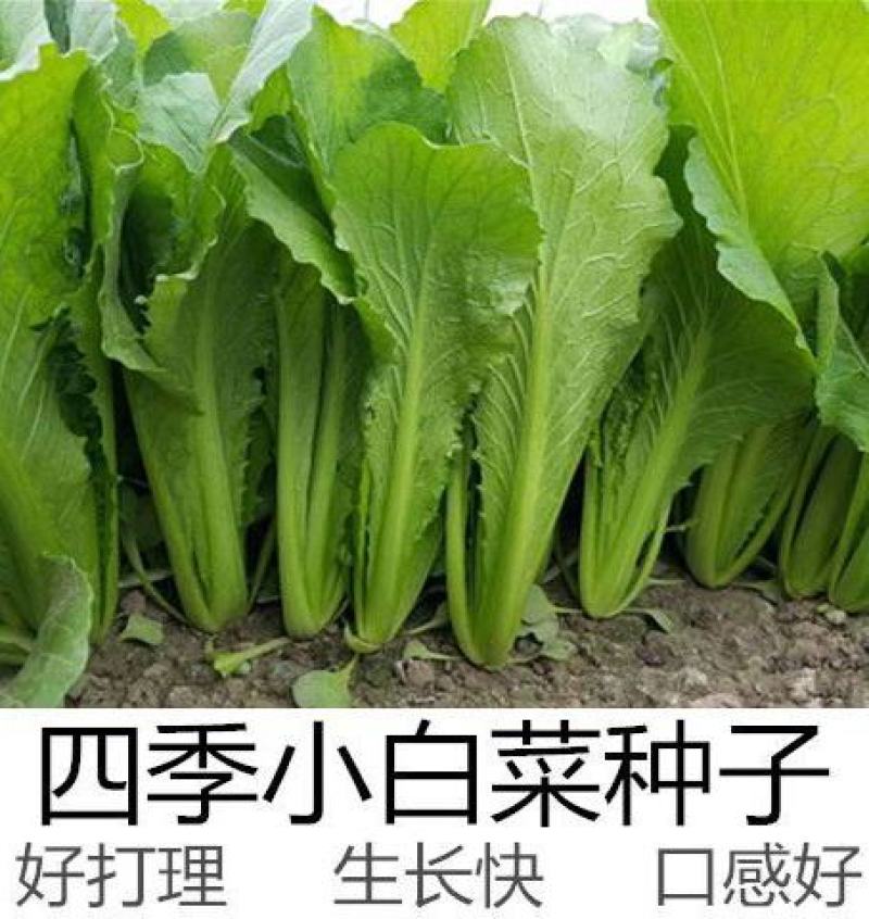 四季小白菜种子春夏秋冬季种植种孑蔬菜盆栽四季种籽散装盆栽