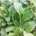 四季小白菜种子春夏秋冬季种植种孑蔬菜盆栽四季种籽散装盆栽
