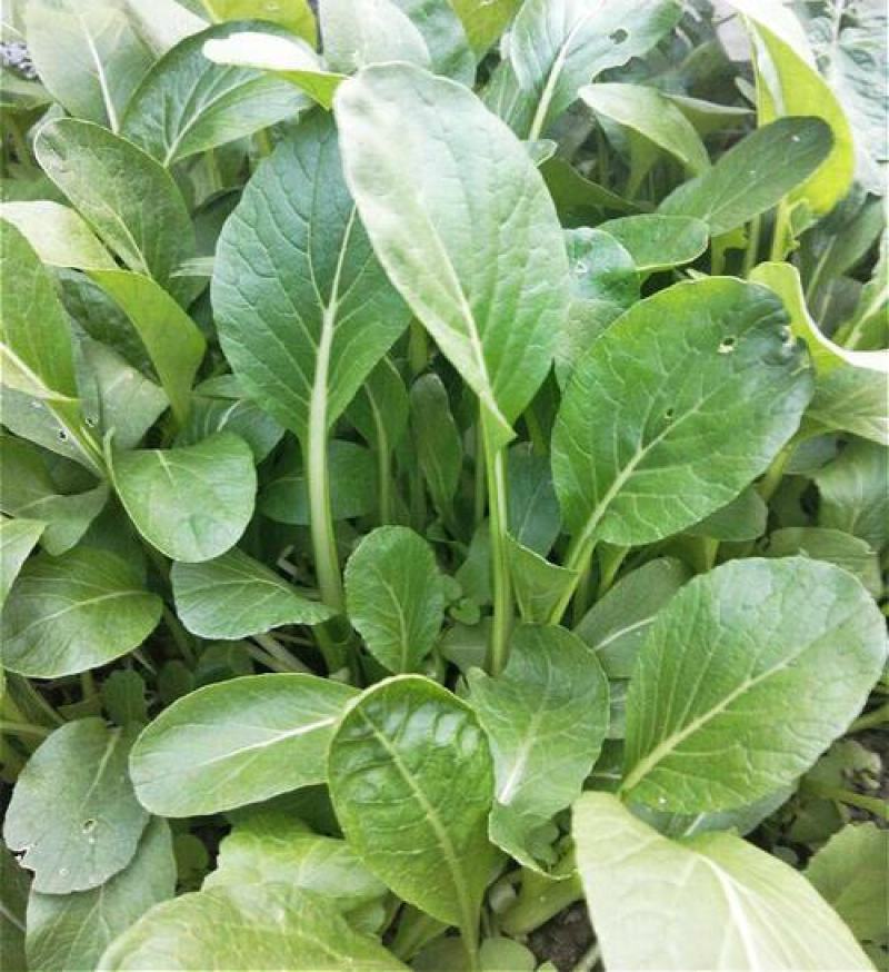 四季小白菜种子春夏秋冬季种植种孑蔬菜盆栽四季种籽散装盆栽