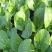 四季小白菜种子春夏秋冬季种植种孑蔬菜盆栽四季种籽散装盆栽
