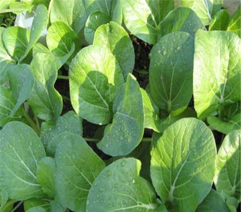 四季小白菜种子春夏秋冬季种植种孑蔬菜盆栽四季种籽散装盆栽