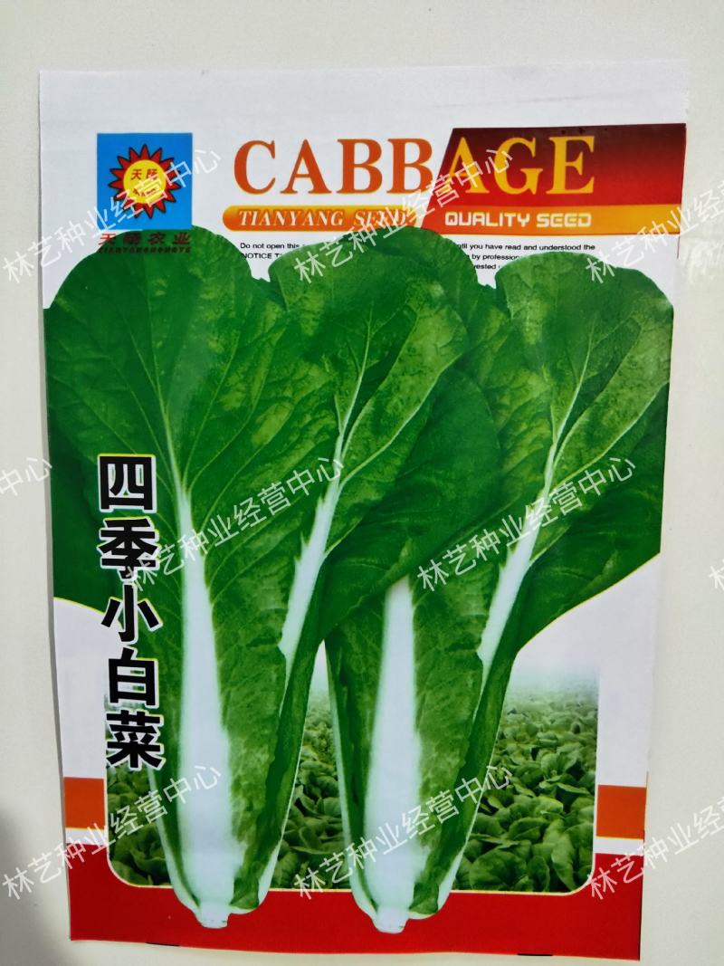 四季小白菜种子春夏秋冬季种植种孑蔬菜盆栽四季种籽散装盆栽