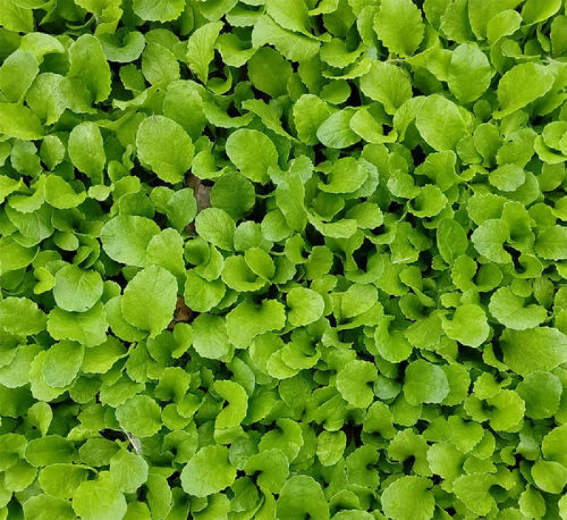 四季小白菜种子春夏秋冬季种植种孑蔬菜盆栽四季种籽散装盆栽