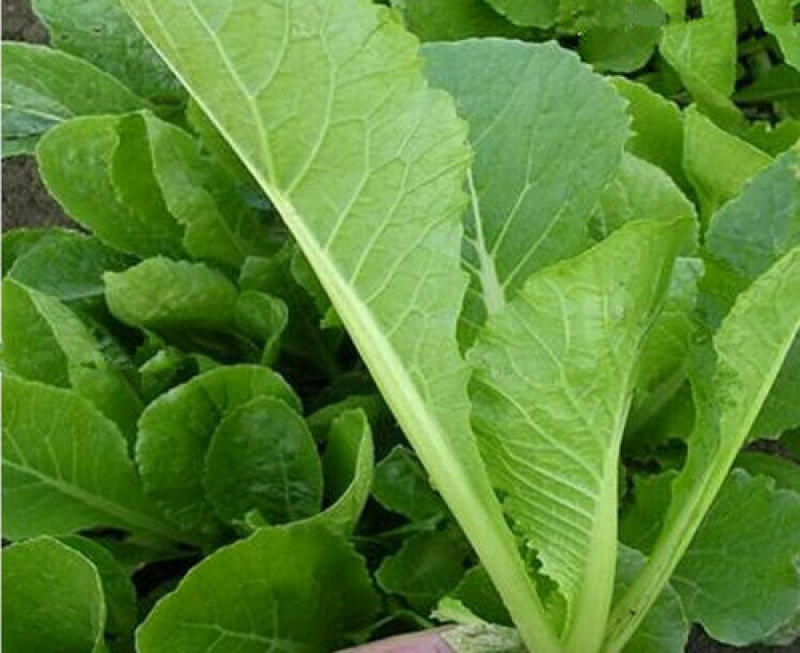 四季小白菜种子春夏秋冬季种植种孑蔬菜盆栽四季种籽散装盆栽