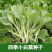 四季小白菜种子春夏秋冬季种植种孑蔬菜盆栽四季种籽散装盆栽