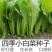 四季小白菜种子春夏秋冬季种植种孑蔬菜盆栽四季种籽散装盆栽