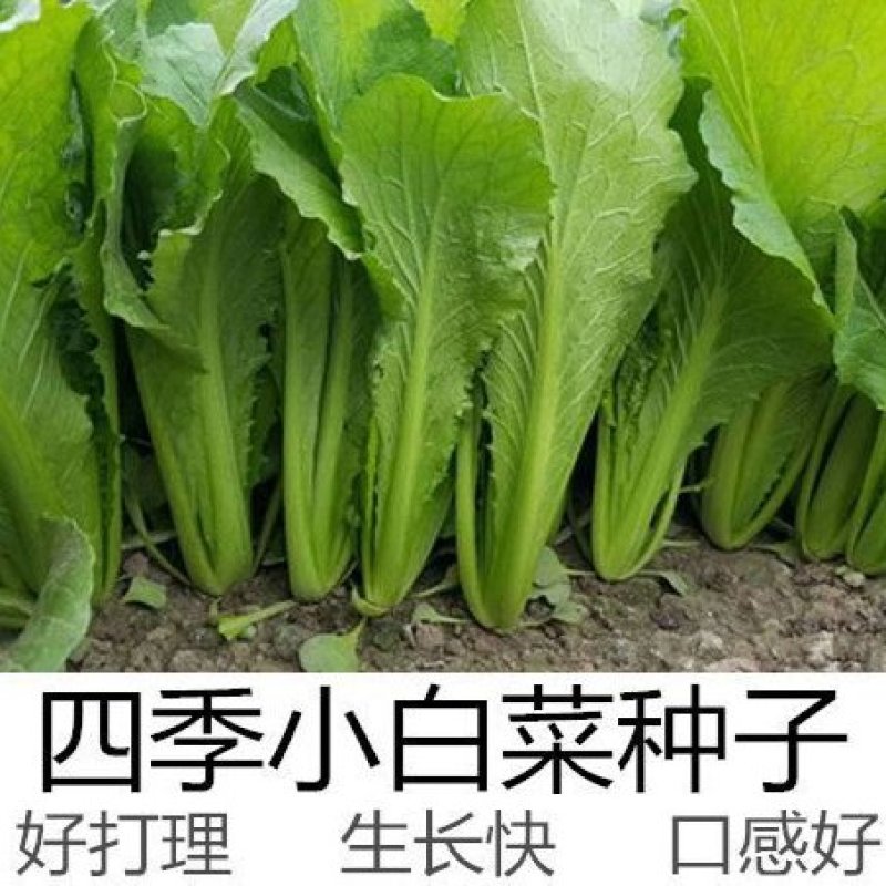 四季小白菜种子春夏秋冬季种植种孑蔬菜盆栽四季种籽散装盆栽