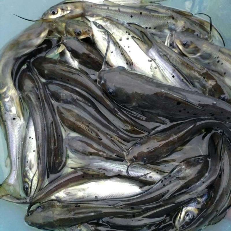 淡水斑点叉尾鮰鮰鱼苗叉尾鱼苗钳鱼苗江团回鱼苗活