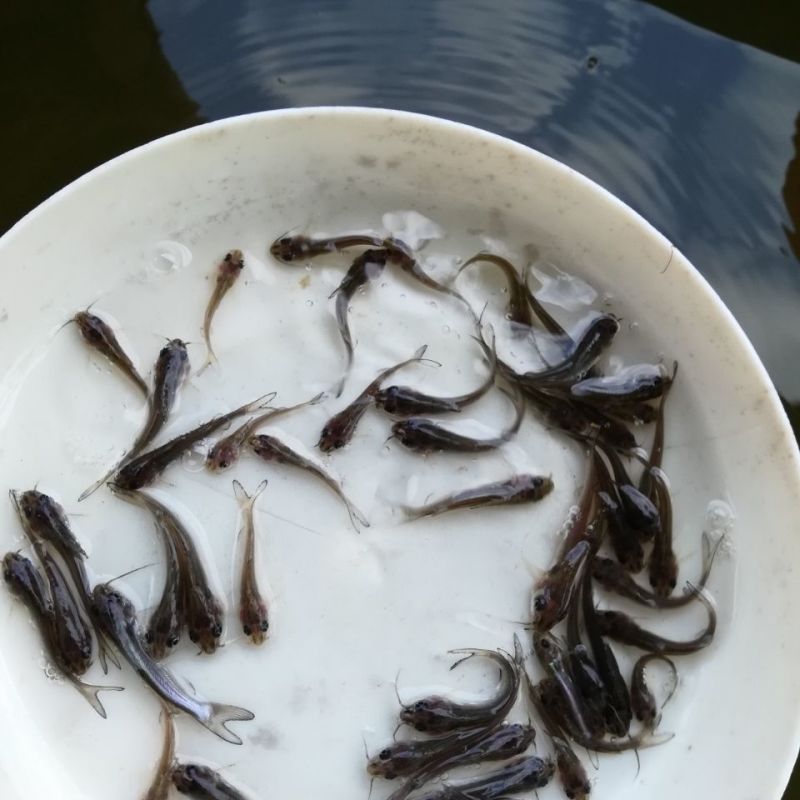 淡水斑点叉尾鮰鮰鱼苗叉尾鱼苗钳鱼苗江团回鱼苗活