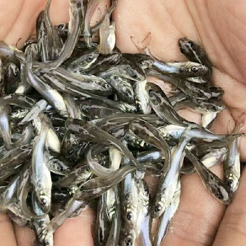 淡水斑点叉尾鮰鮰鱼苗叉尾鱼苗钳鱼苗江团回鱼苗活