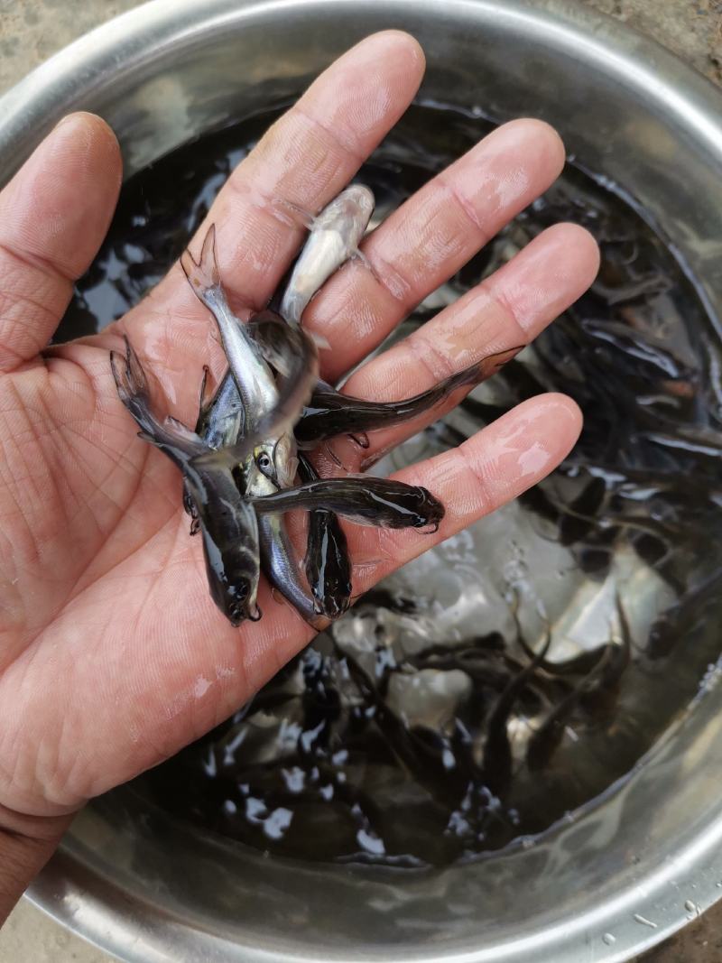 淡水斑点叉尾鮰鮰鱼苗叉尾鱼苗钳鱼苗江团回鱼苗活