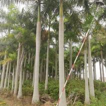 大王椰。各种绿化工程风景树。大量供应。。