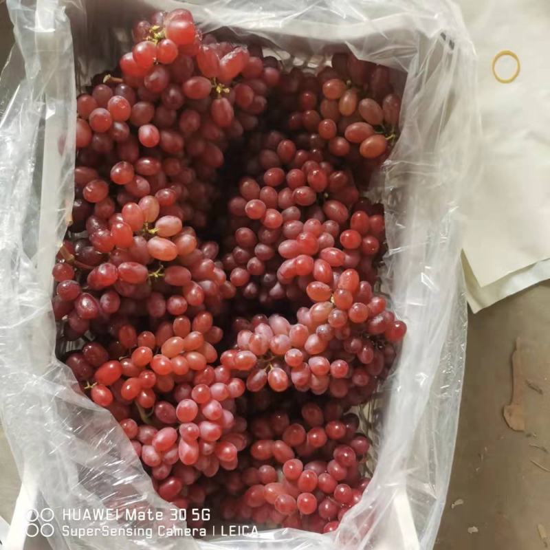 克伦生冷库储藏/澳洲无核/深红无籽～口感脆甜…