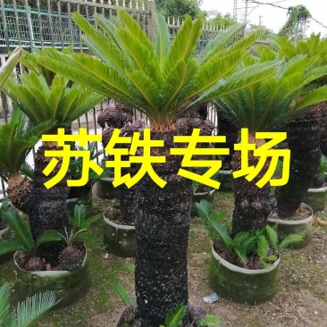 杆高1米单头铁树高杆苏铁多头苏铁铁树盆景