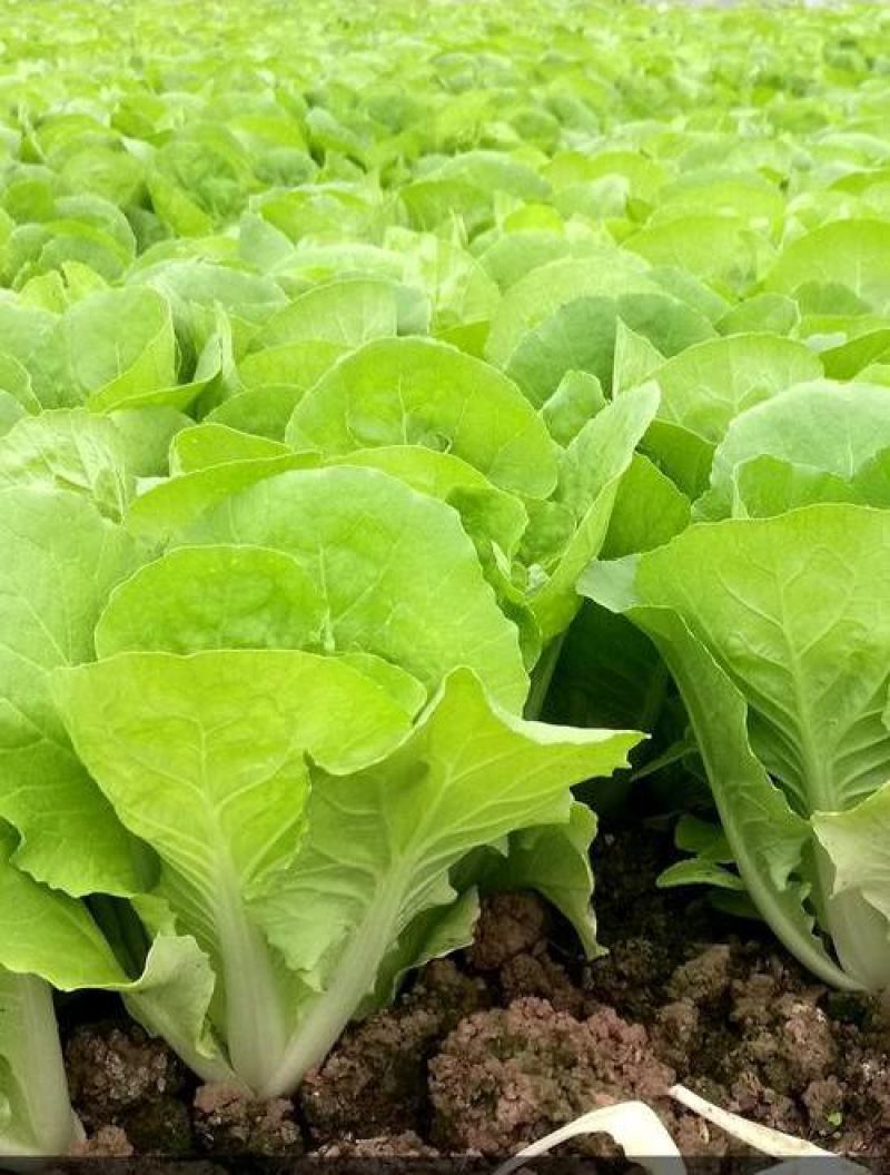 原装快菜种子四季速生耐寒耐热大小白菜籽可阳台盆栽杂交蔬菜