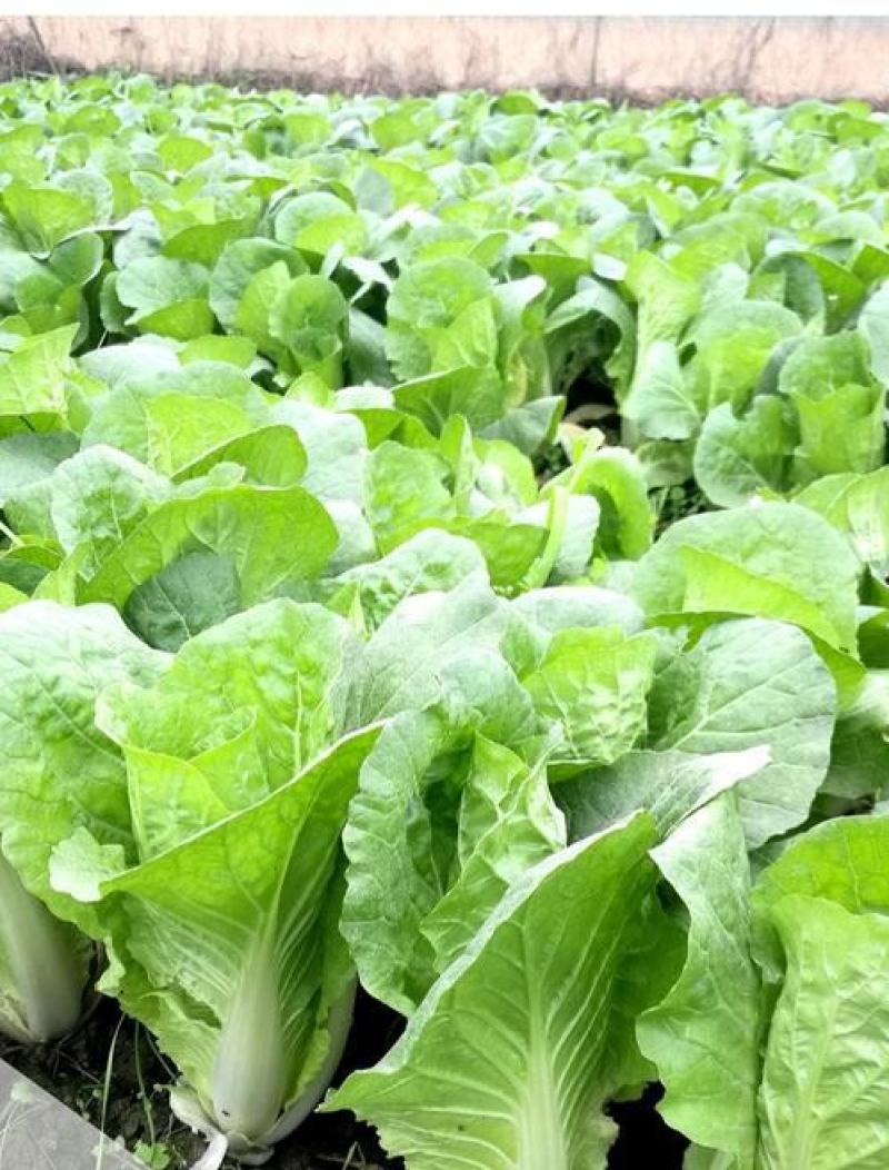 原装快菜种子四季速生耐寒耐热大小白菜籽可阳台盆栽杂交蔬菜