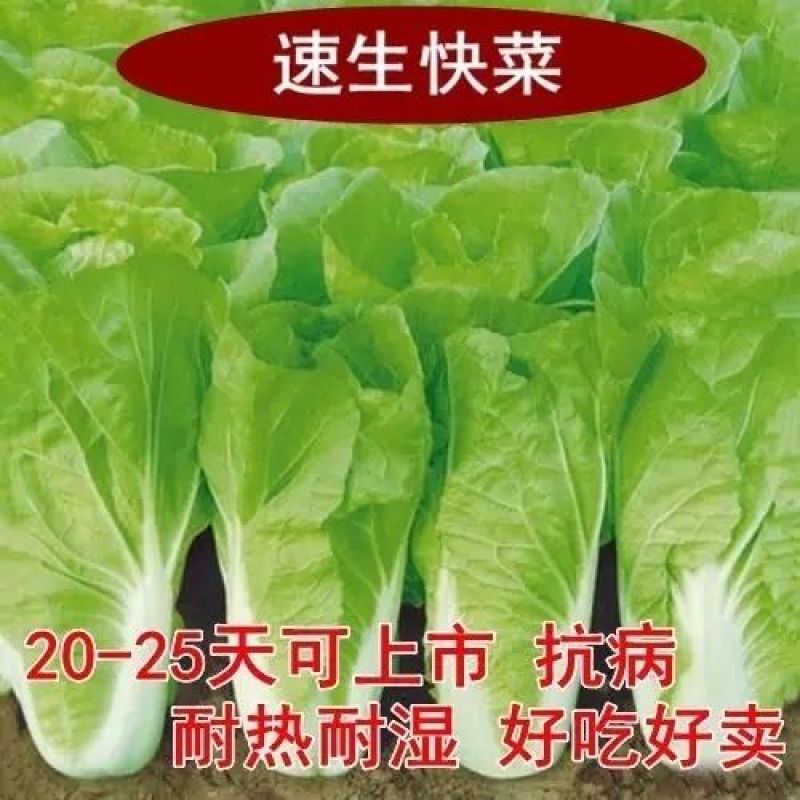 原装快菜种子四季速生耐寒耐热大小白菜籽可阳台盆栽杂交蔬菜