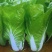 原装快菜种子四季速生耐寒耐热大小白菜籽可阳台盆栽杂交蔬菜