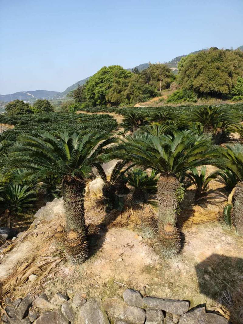 杆高1米单头铁树高杆苏铁多头苏铁铁树盆景