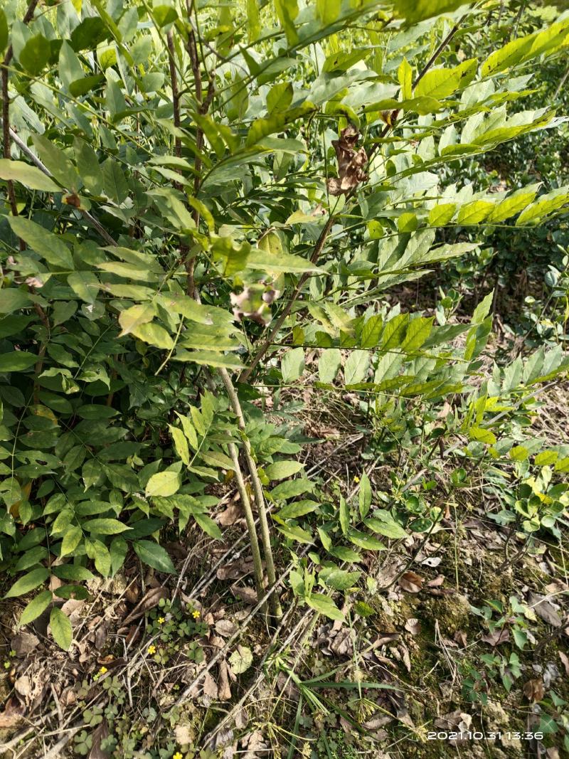 凌霄，开花凌霄苗圃地大量直销(1-4公分)