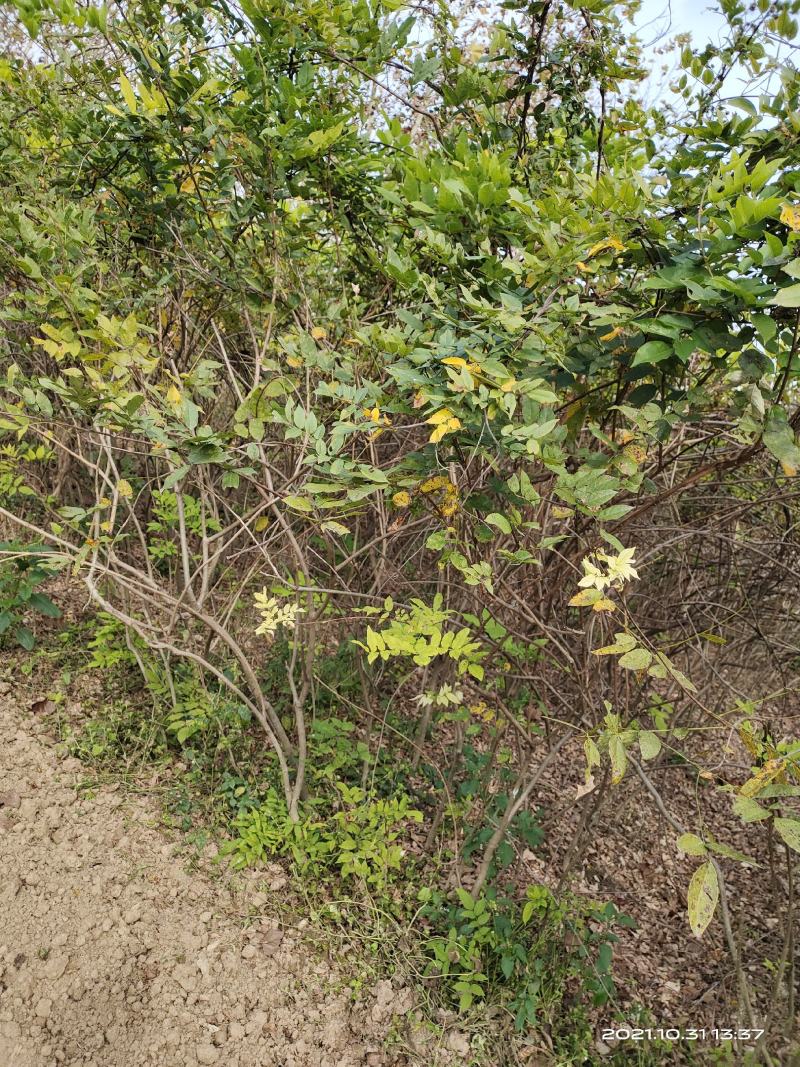凌霄，开花凌霄苗圃地大量直销(1-4公分)
