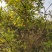 凌霄，开花凌霄苗圃地大量直销(1-4公分)