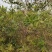 凌霄，开花凌霄苗圃地大量直销(1-4公分)