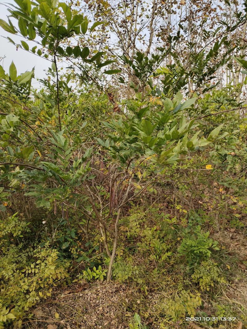 凌霄，开花凌霄苗圃地大量直销(1-4公分)