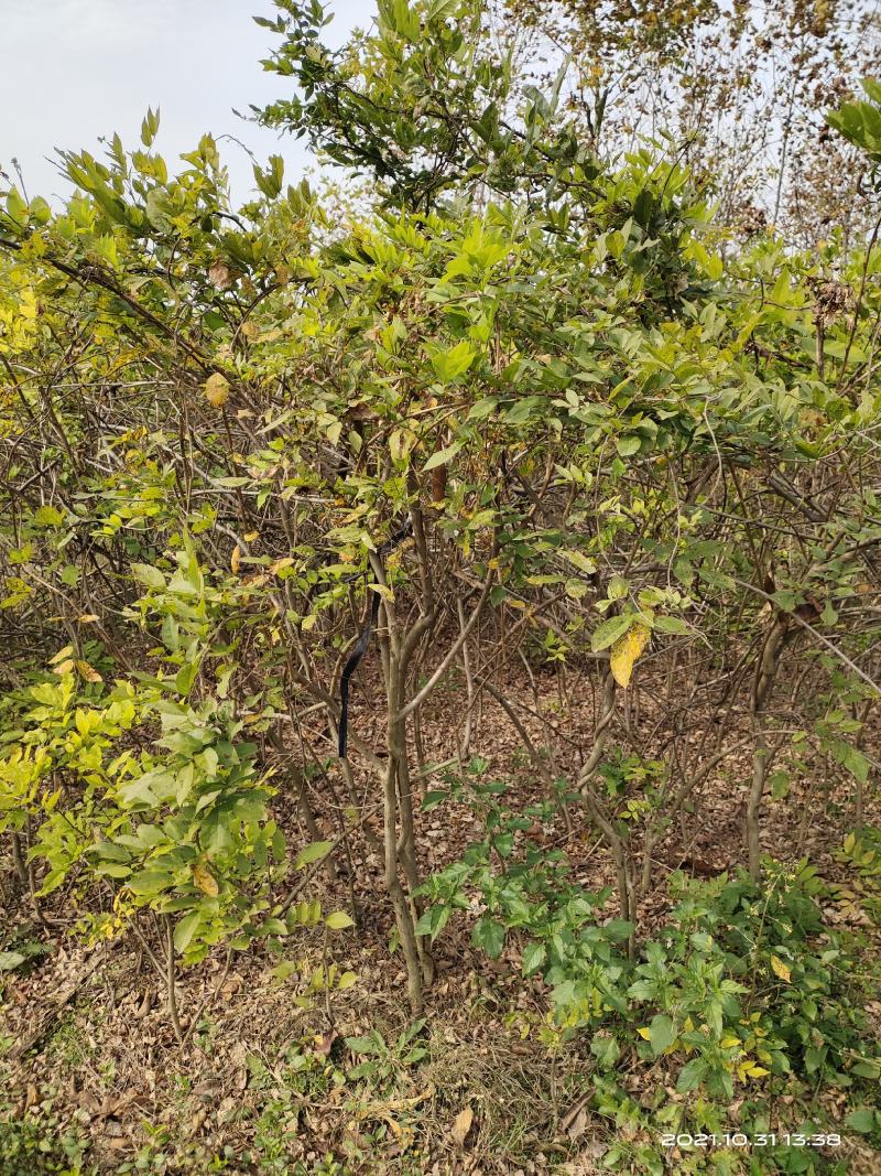 凌霄，开花凌霄苗圃地大量直销(1-4公分)