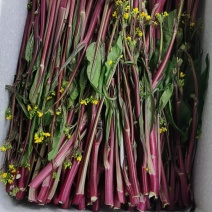湖北红菜苔新鲜蔬菜叶菜大量批发