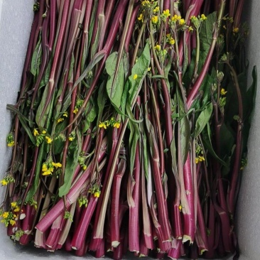 湖北红菜苔新鲜蔬菜叶菜大量批发