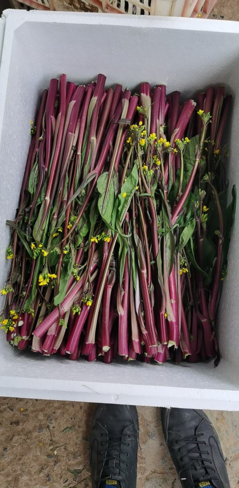 湖北红菜苔新鲜蔬菜叶菜大量批发