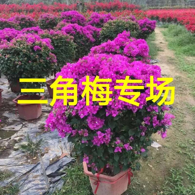 1米高1米冠紫色花三角梅球形三角梅三角梅球