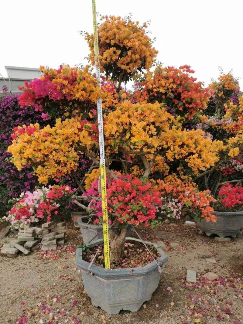 1米高1米冠紫色花三角梅球形三角梅三角梅球