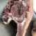 精修牛头肉熟度高价格合适精品牛头肉高端牛头肉