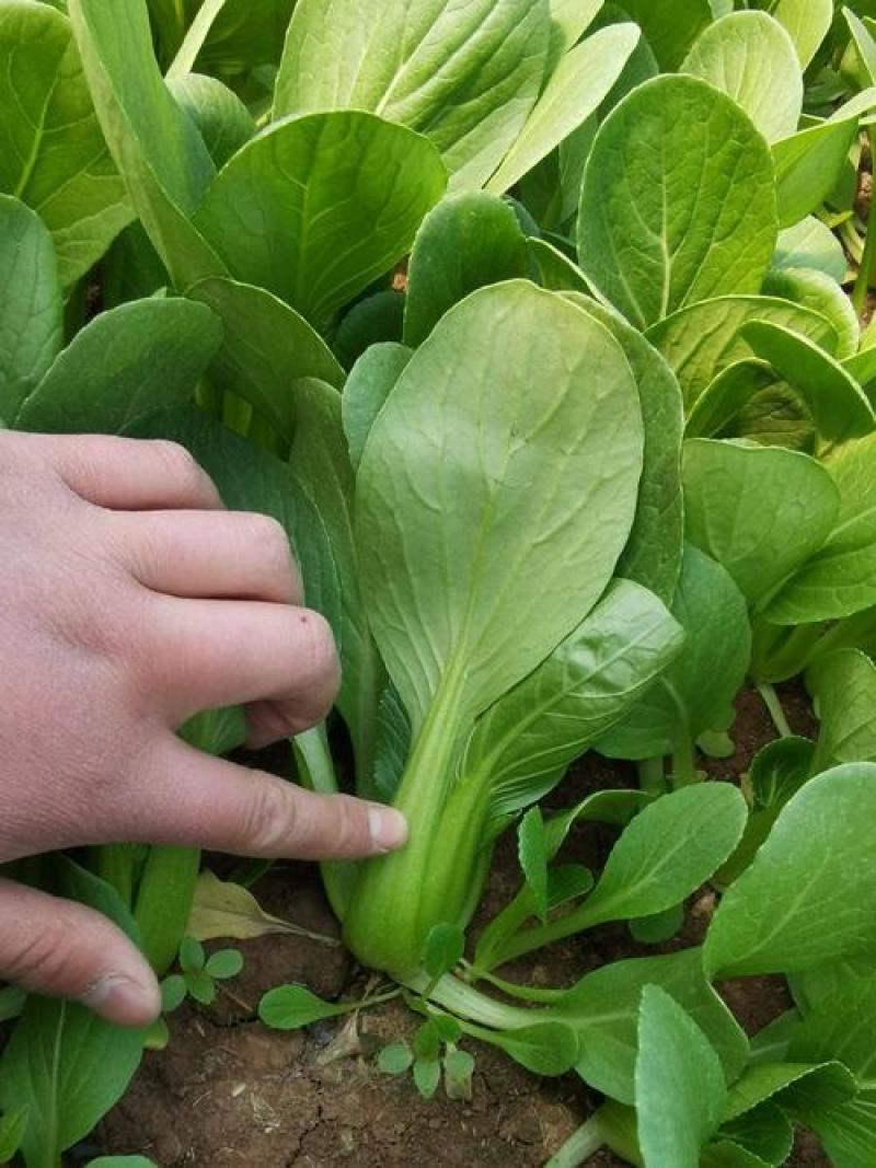 华王青梗菜种菜籽蔬菜种子耐热抗病高产生长快速青菜快菜种孑