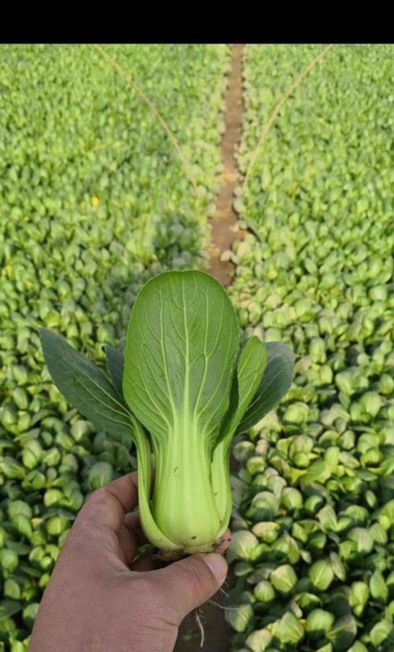 华王青梗菜种菜籽蔬菜种子耐热抗病高产生长快速青菜快菜种孑