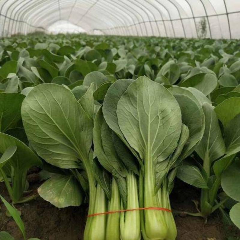 华王青梗菜种菜籽蔬菜种子耐热抗病高产生长快速青菜快菜种孑